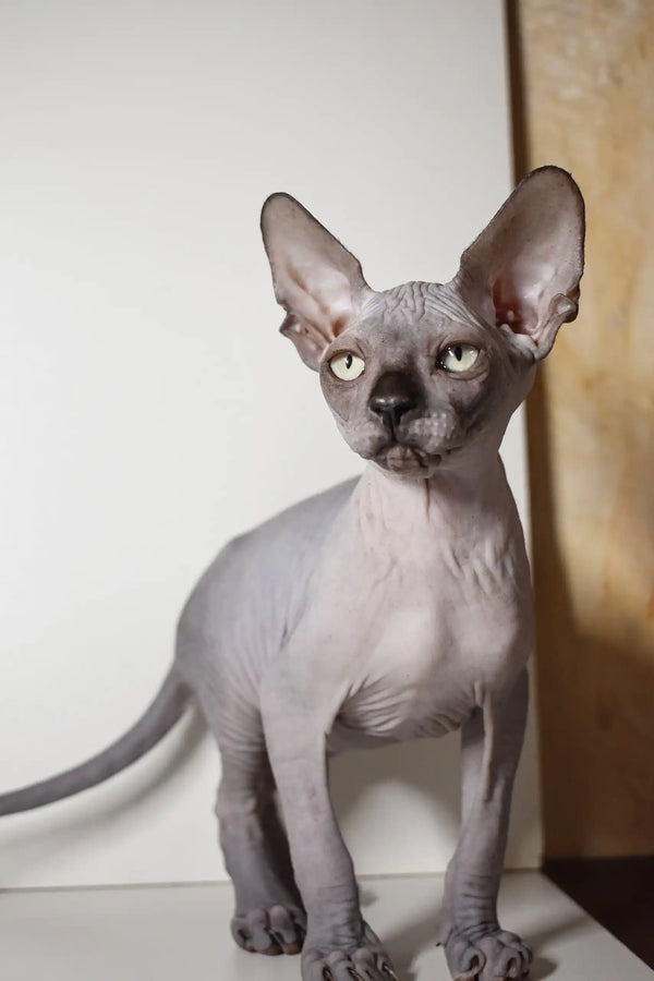 Hairless Sphynx cat with big ears and wrinkled gray skin in Bourbon Elf Sphynx Kitten