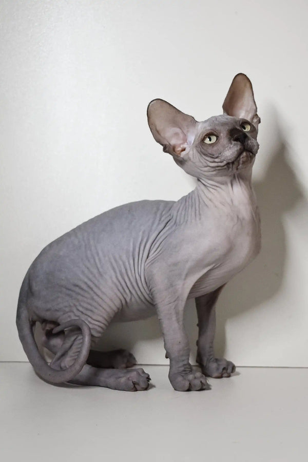 Hairless Sphynx cat with big ears sitting gracefully for Bourbon | Elf Sphynx Kitten