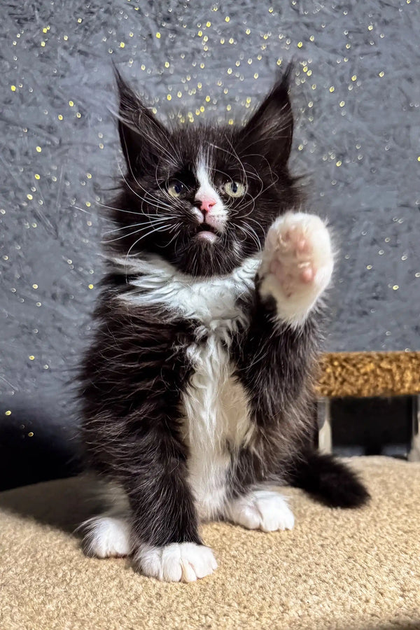 Cute black and white kitten waving, perfect for Brena Maine Coon Kitten product