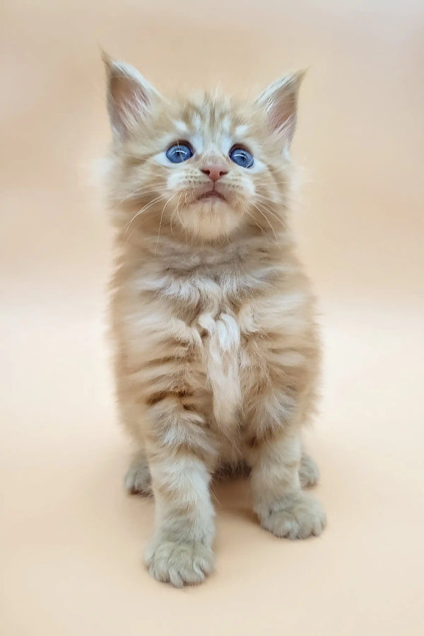 Fluffy orange Maine Coon kitten named Brizel with striking blue eyes