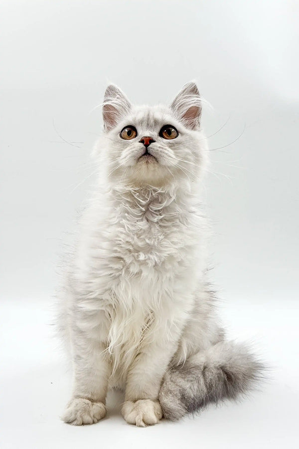 Adorable White Fluffy Maine Coon Kitten with Big Eyes Sitting Upright