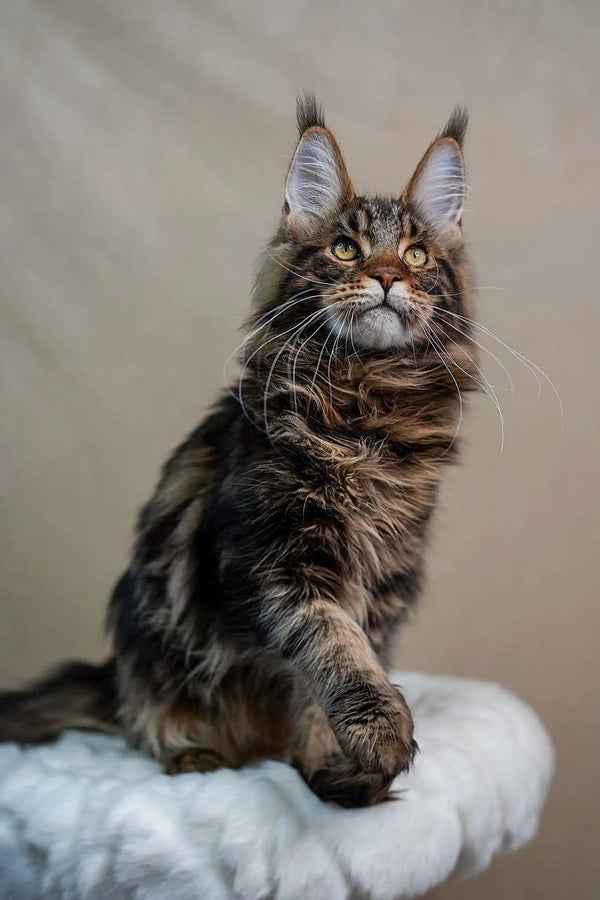 Maine Coon kitten Bruno with green eyes and fluffy tabby coat