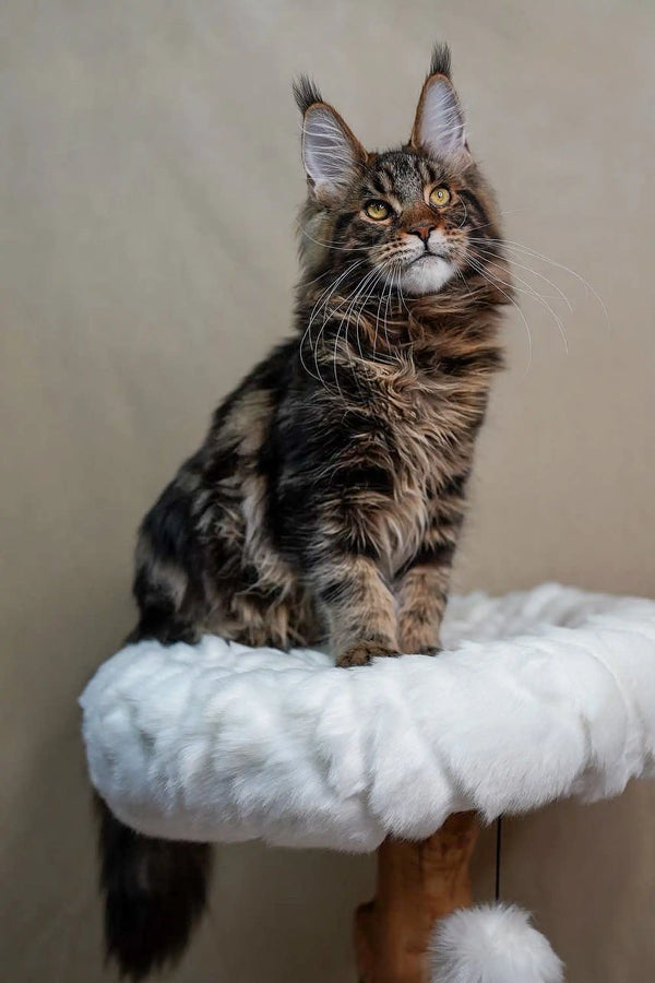 Maine Coon kitten Bruno sitting regally on a fluffy white perch
