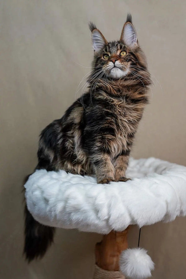 Maine Coon kitten Bruno with long fur and ear tufts lounging on a cat tree perch