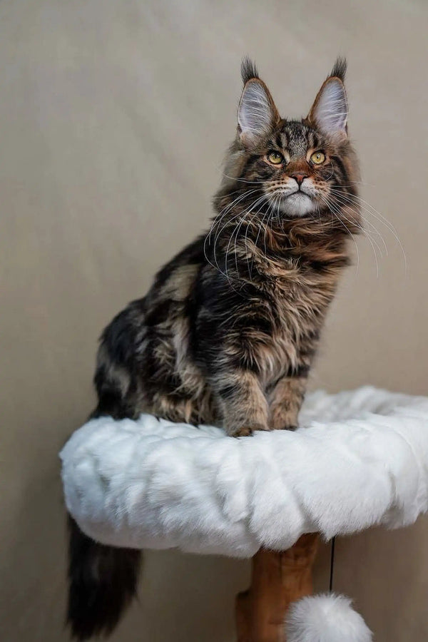 Maine Coon kitten Bruno showing off his fluffy coat and tufted ears on a plush surface