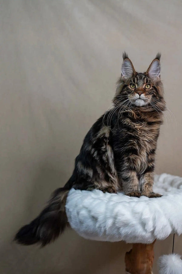 Maine Coon kitten Bruno with fluffy fur and ear tufts relaxing on a cozy perch