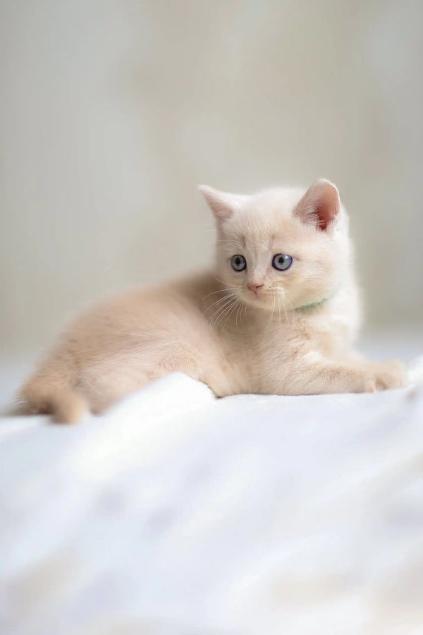 Light-furred Scottish Straight kitten named Bruno with bright blue eyes