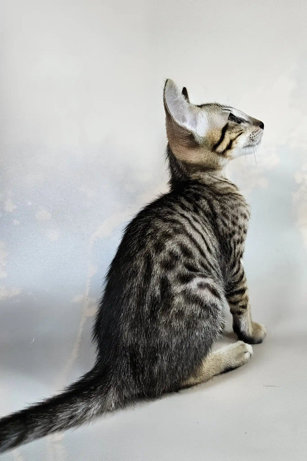 Bueno | oriental shorthair kitten