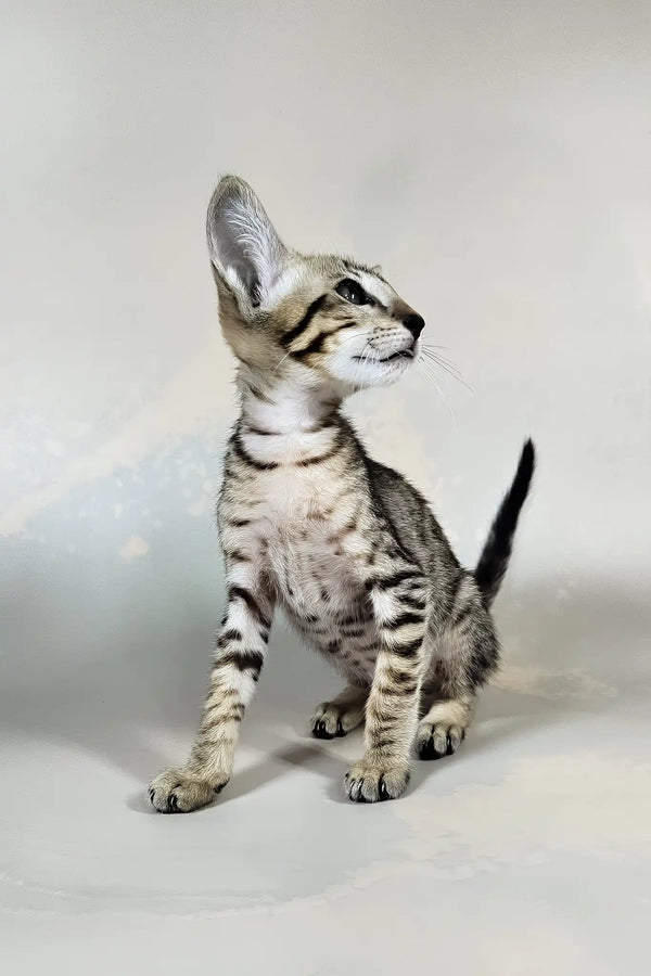 Bueno | oriental shorthair kitten