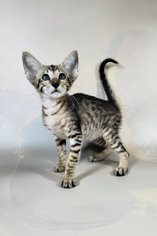 Bueno | oriental shorthair kitten