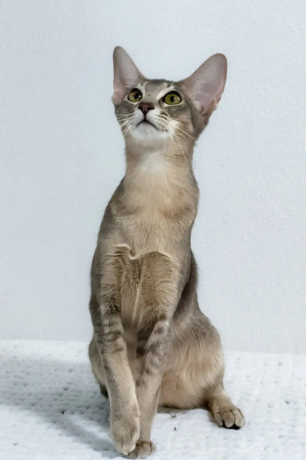Buffy | oriental shorthair kitten