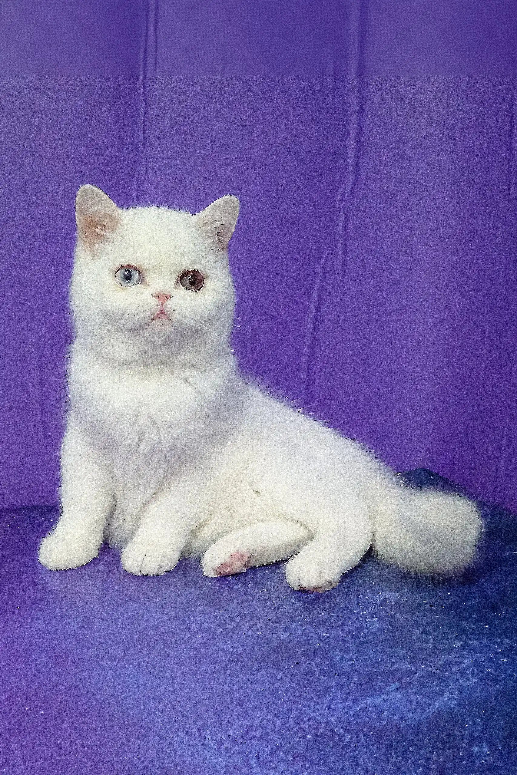Calista Exotic Shorthair Kitten with Unique Eyes