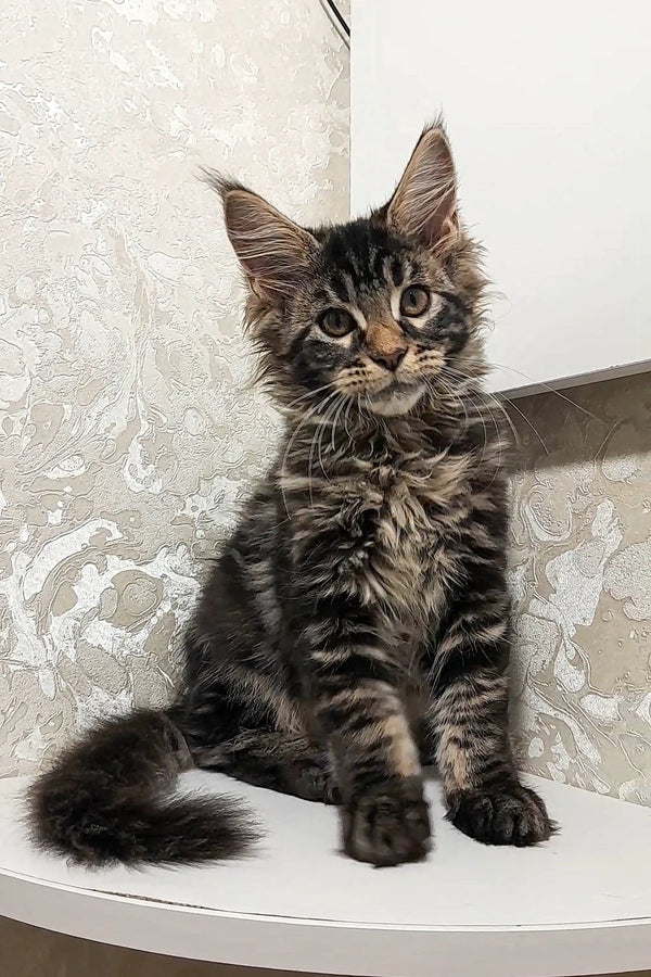 Fluffy Maine Coon kitten Calvin with cute ear tufts and an alert look
