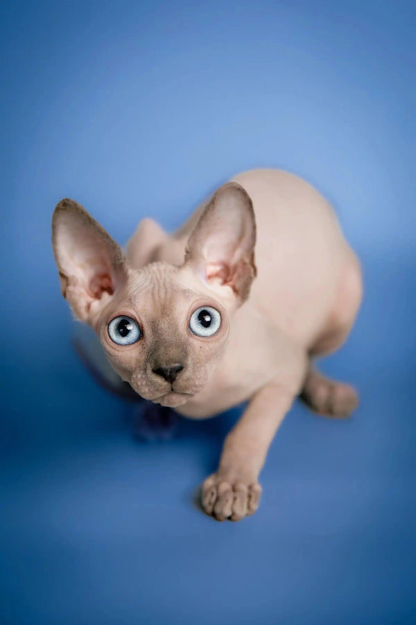 Hairless Sphynx Cats for Sale Carl | Kitten