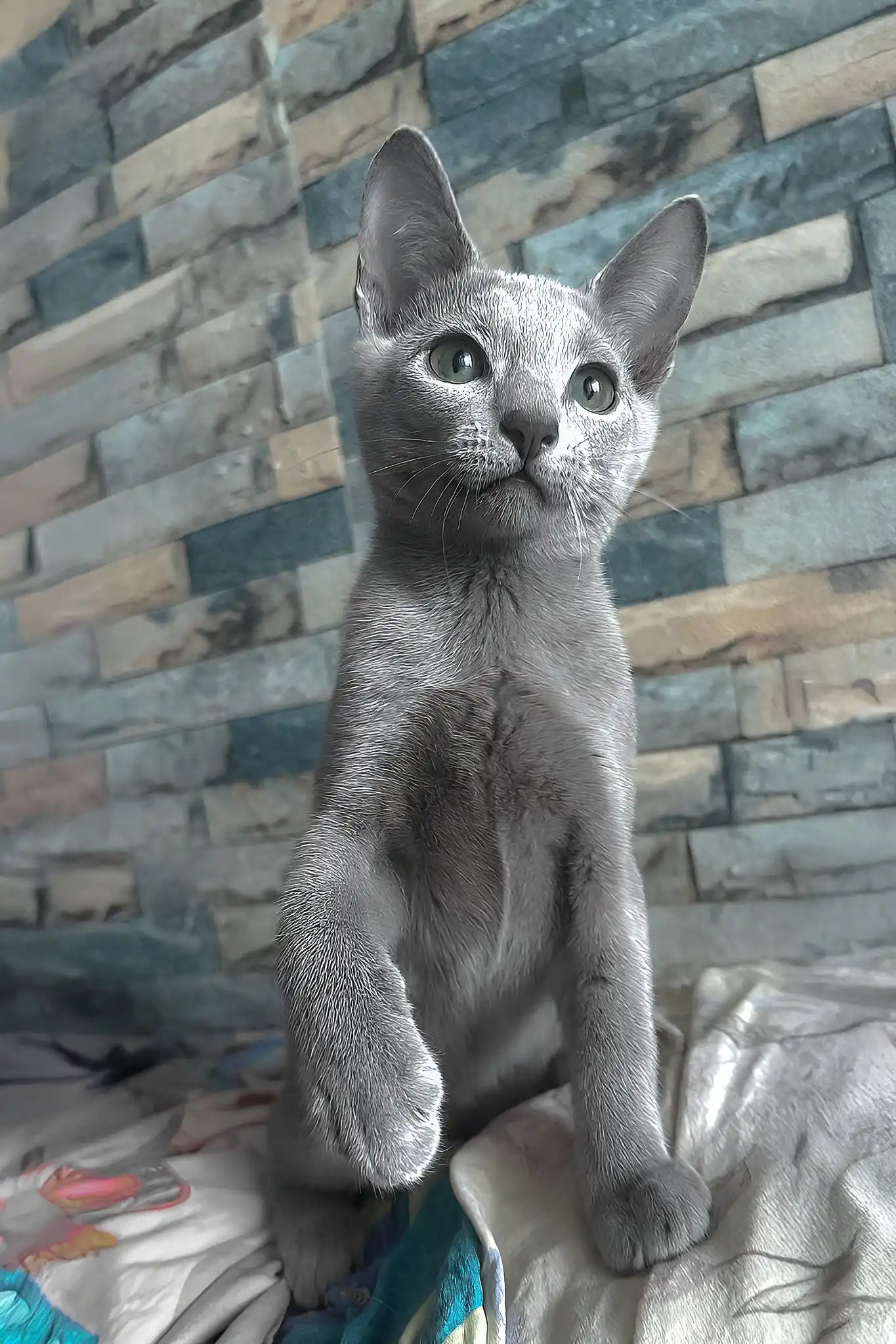 Carlos Russian Blue Kitten with Green Eyes