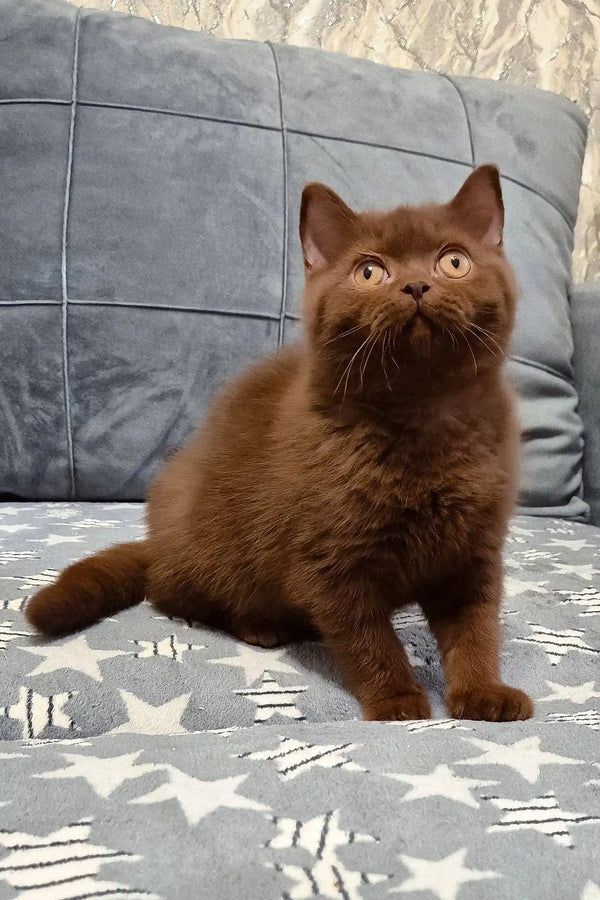 Carolina | british shorthair kitten