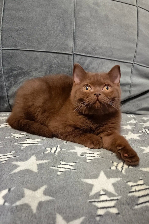 Carolina | british shorthair kitten