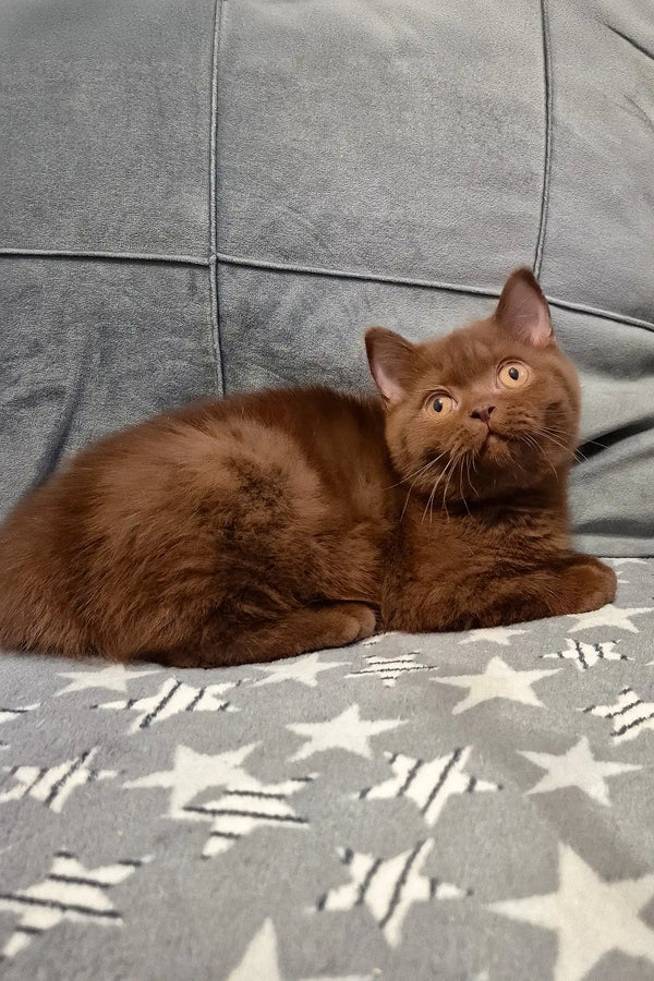 Carolina | british shorthair kitten