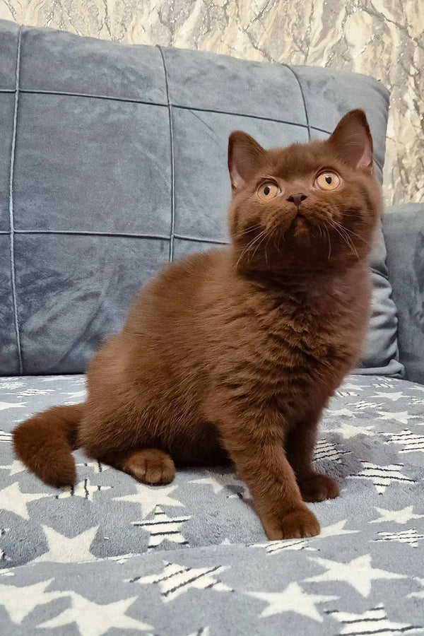 Carolina | british shorthair kitten