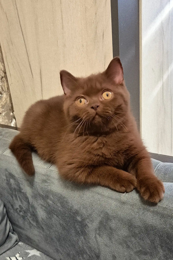 Carolina | british shorthair kitten