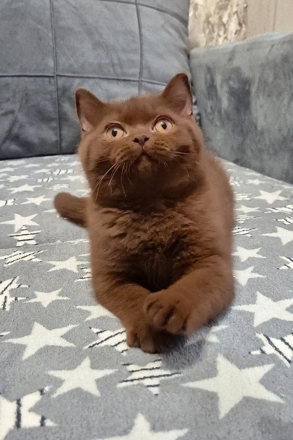 Carolina | british shorthair kitten