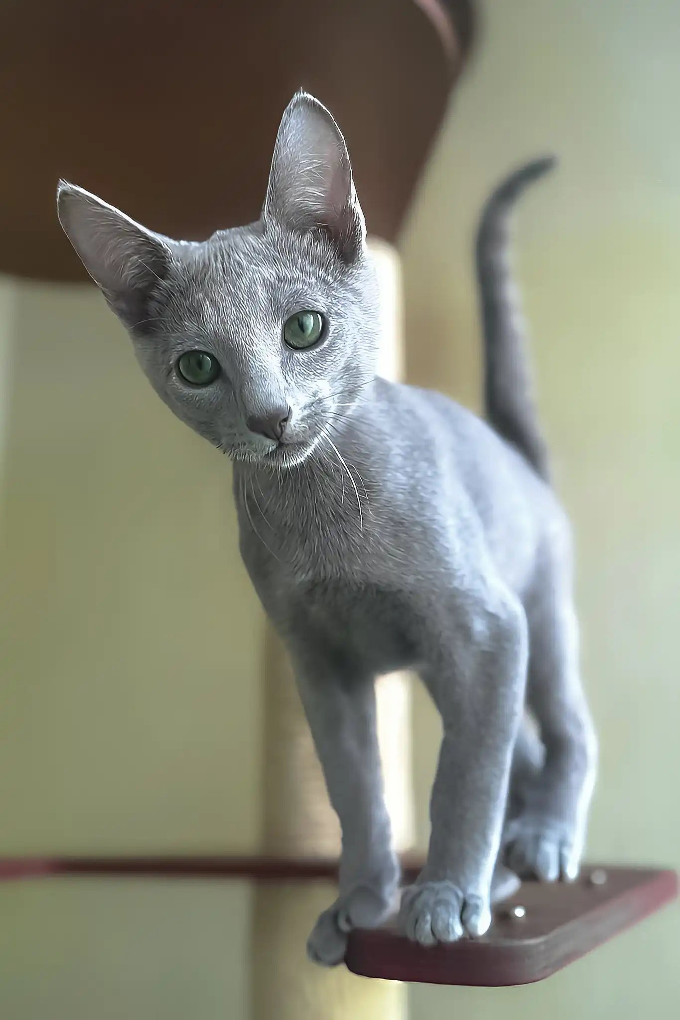 Silver Russian Blue Cat Caron The Adorable Russian Blue Kitten For