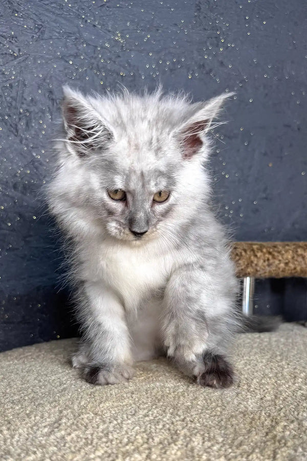 Casp | maine coon kitten