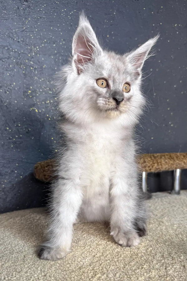 Casp | maine coon kitten