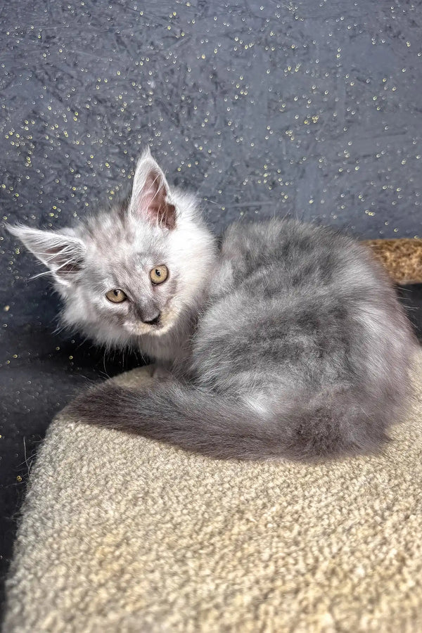 Casp | maine coon kitten