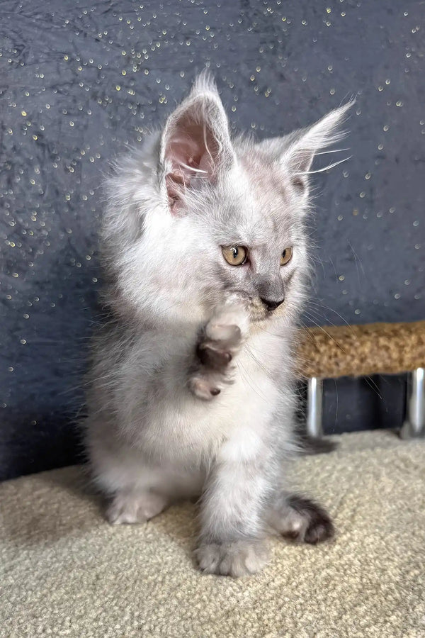 Casp | maine coon kitten