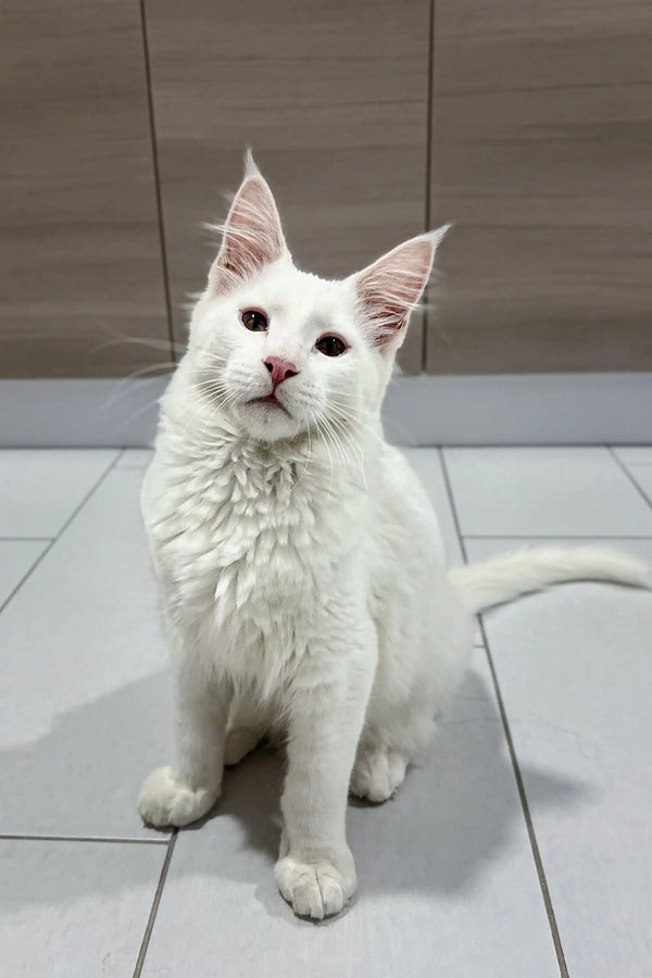 Fluffy white Maine Coon kitten Casper sitting on a tiled floor with an alert expression