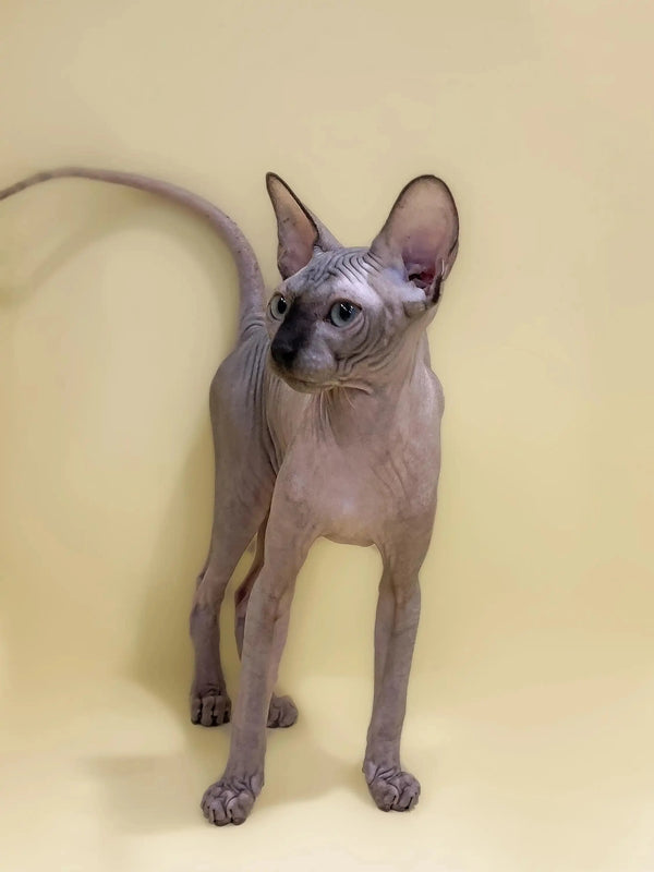 Cute Hairless Sphynx kitten with wrinkled skin and big ears standing tall