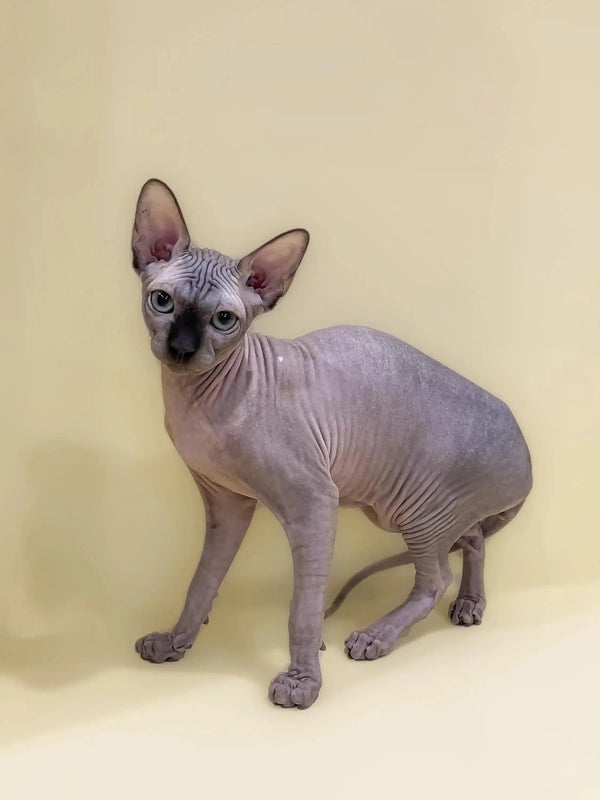 Adorable Hairless Sphynx kitten with wrinkled skin and big ears named Casper