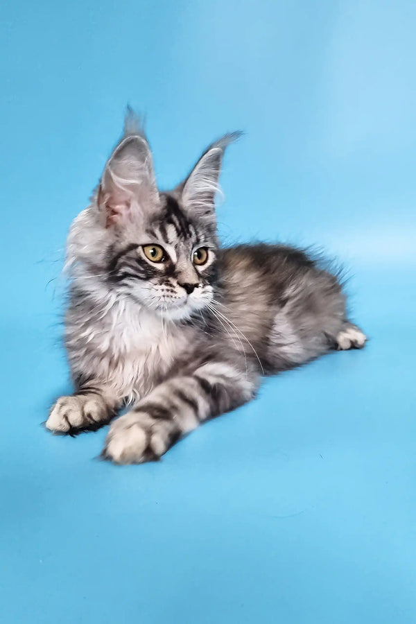 Chanel | maine coon kitten