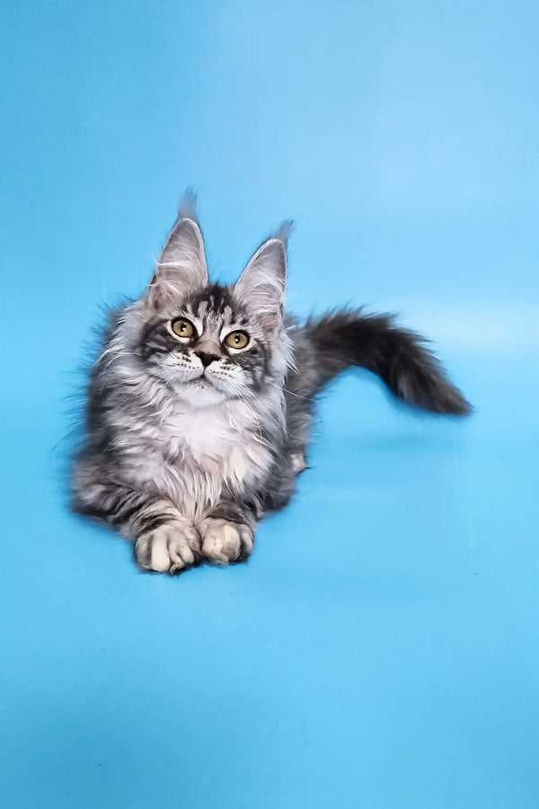 Chanel | maine coon kitten