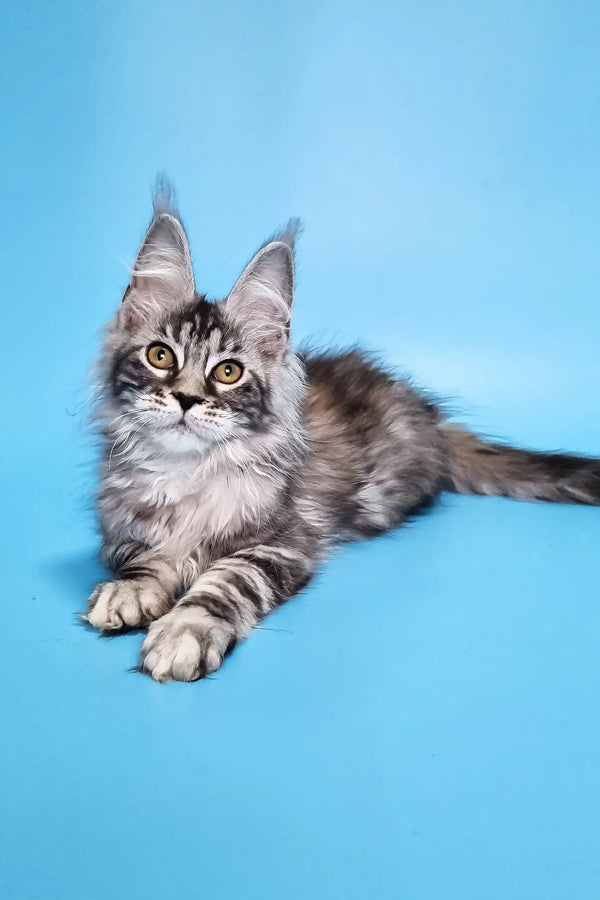 Chanel | maine coon kitten