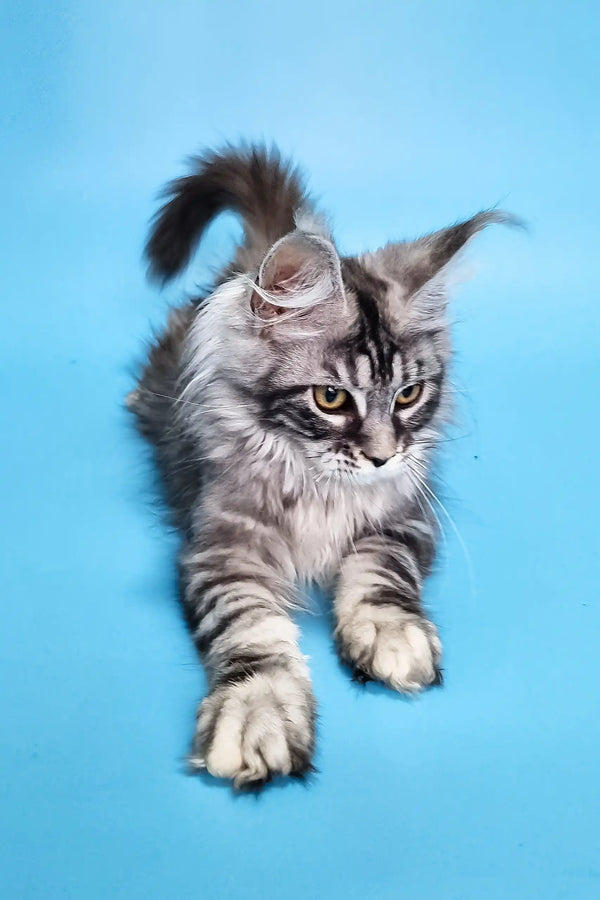 Chanel | maine coon kitten