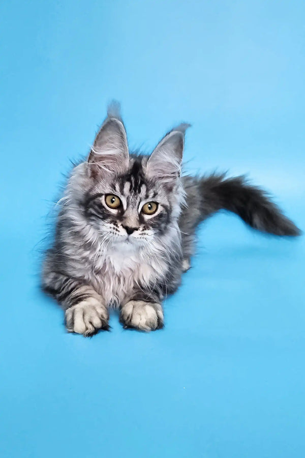 Chanel | maine coon kitten