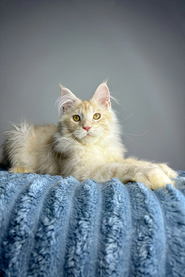 Fluffy cream Polydactyl Maine Coon with green eyes resting on blue surface