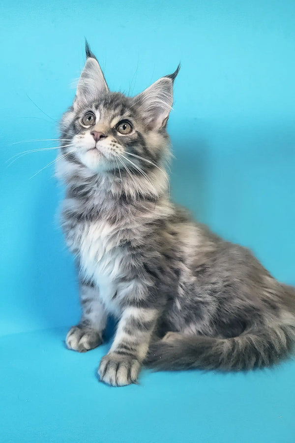 Gray tabby Maine Coon kitten named Chase looking adorable and playful
