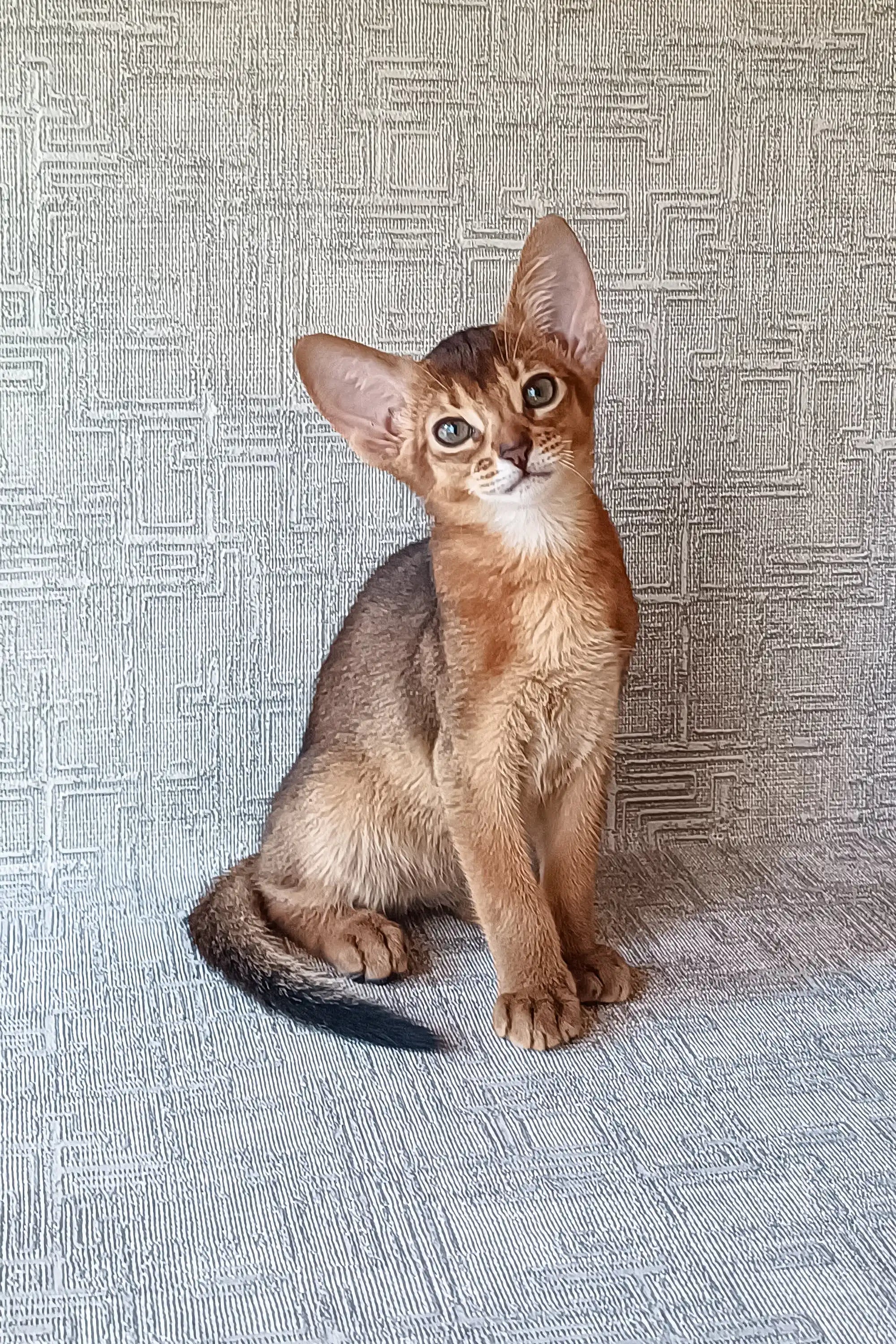 Cherry Abyssinian Kitten with Striking Green Eyes