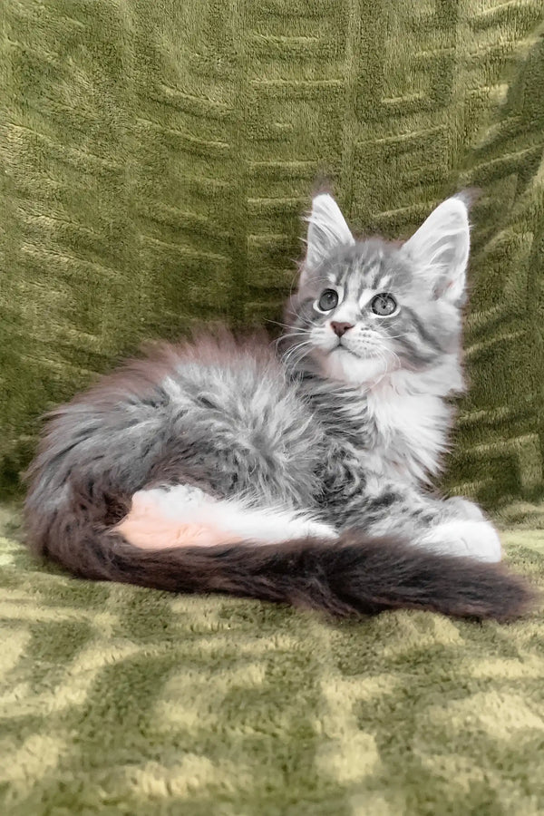 Fluffy gray and white kitten from Chic Maine Coon Kitten collection, super cute and playful