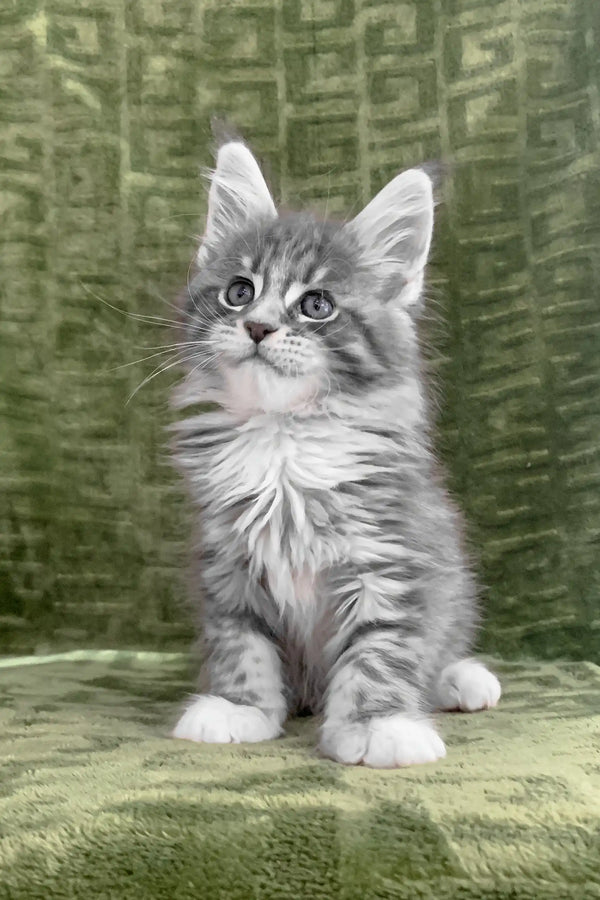 Adorable Gray Tabby Kitten with White Paws featured in Chic Maine Coon Kitten product