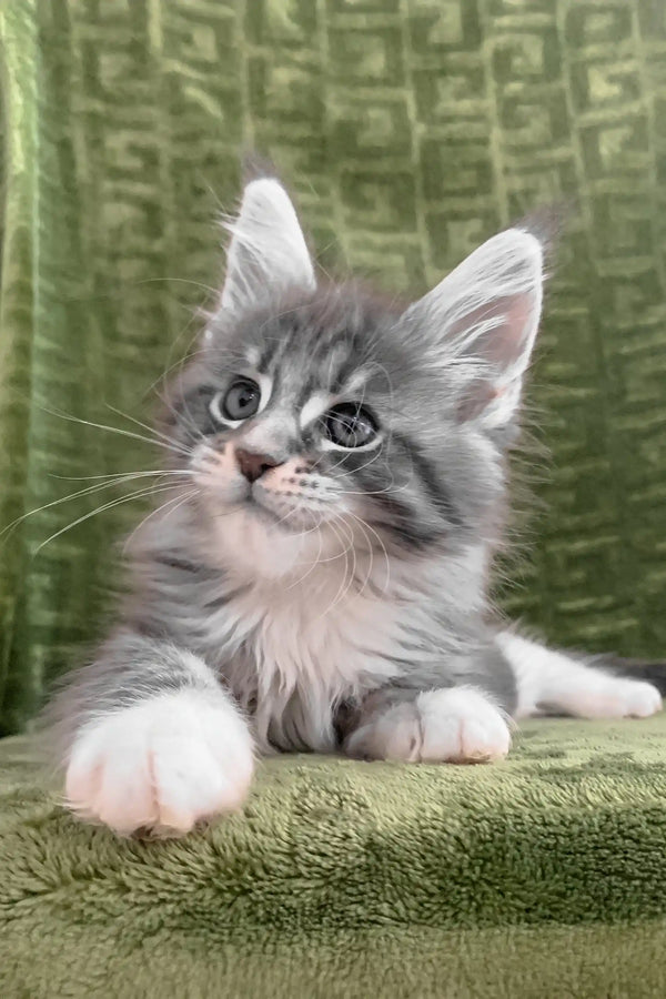 Gray and white Maine Coon kitten with tufted ears looking adorable in Chic product