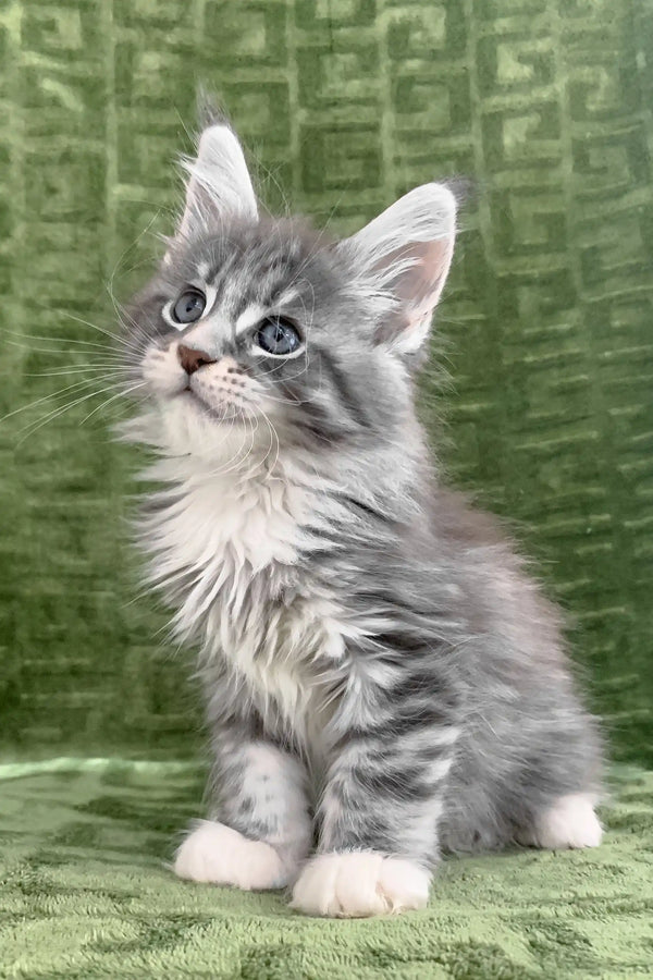 Gray and white tabby kitten from Chic Maine Coon Kitten collection