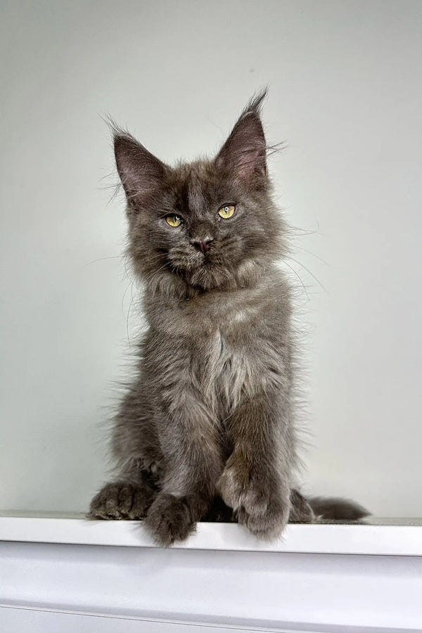 Gray Polydactyl Maine Coon kitten Chicago with fluffy fur and cute ear tufts