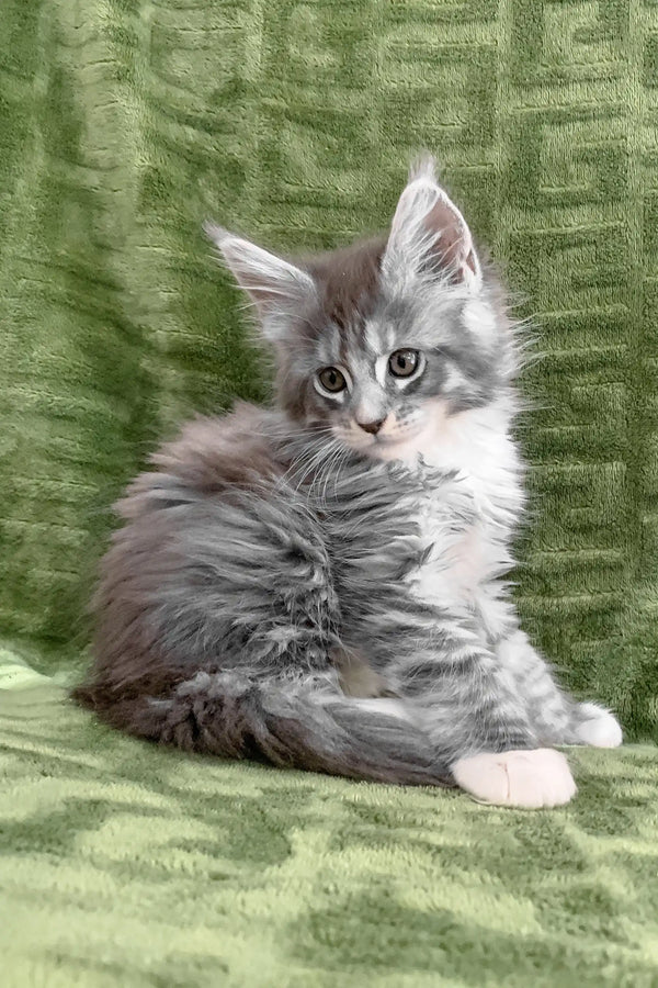 Fluffy gray and white kitten named Chino, a charming Maine Coon cutie