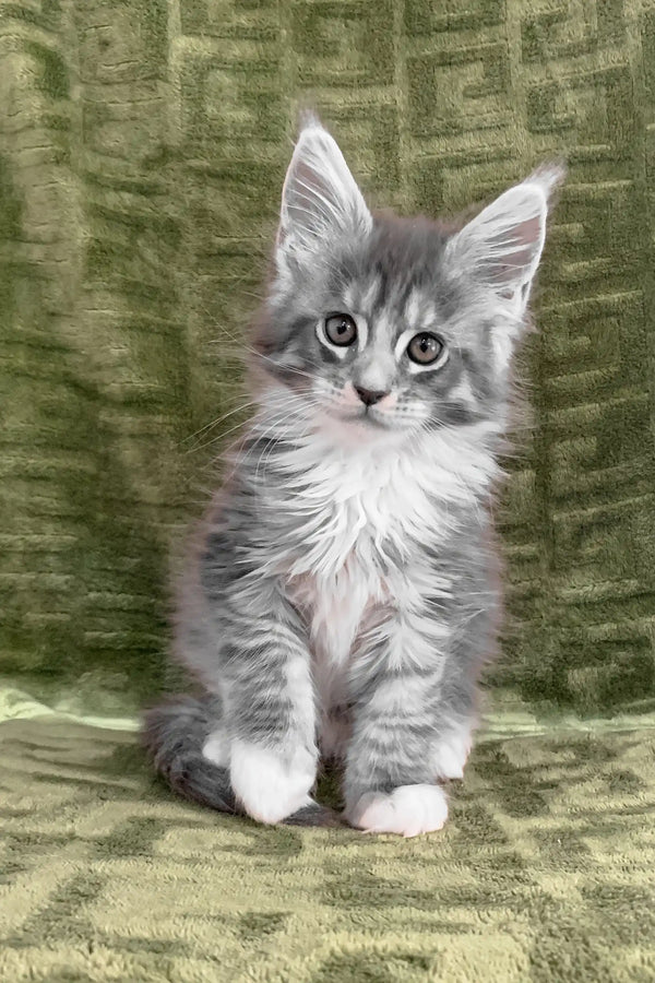 Cute gray and white Maine Coon kitten named Chino, ready to be your new best friend