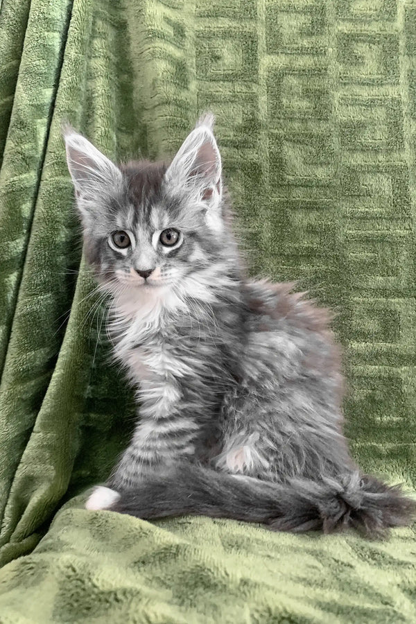 Cute gray and white Maine Coon kitten Chino with adorable tufted ears