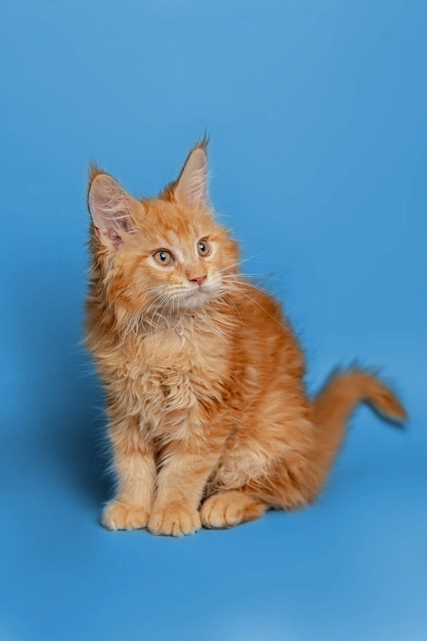 Orange Maine Coon kitten Chris with fluffy fur and pointed ears, adorable coon kitten